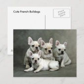 Cute French Bulldog Puppies Briefkaart (Voorkant / Achterkant)