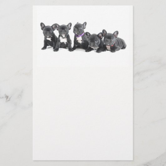 Cute French Bulldog Puppies Flyer (Voorkant)