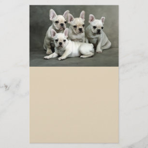 Cute French Bulldog Puppies Flyer