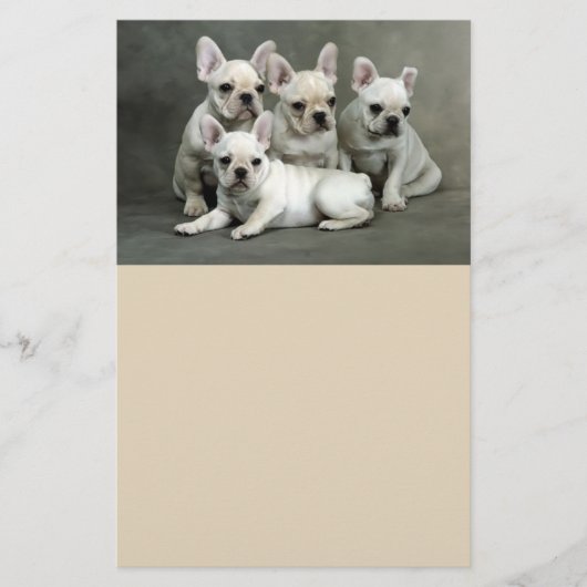 Cute French Bulldog Puppies Flyer (Voorkant)