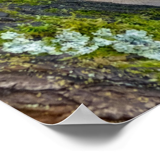 Cute French Bulldog Puppy Posing in a Branch Fork Poster (Hoek)