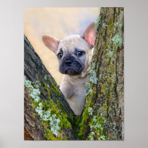 Cute French Bulldog Puppy Posing in a Branch Fork Poster