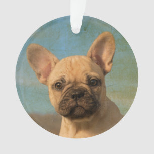 Cute French Bulldog Puppy  - round acryl Ornament