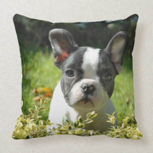 Cute French Bulldog Puppy Sierkussen