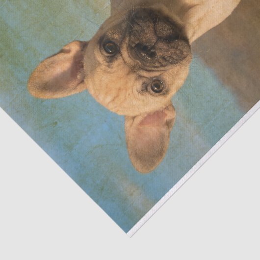 Cute French Bulldog puppy,  Tissuepapier (Detail)