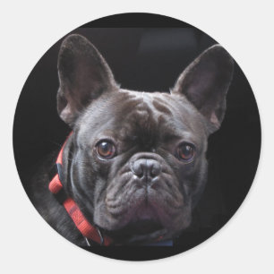 Cute French Bulldog Ronde Sticker