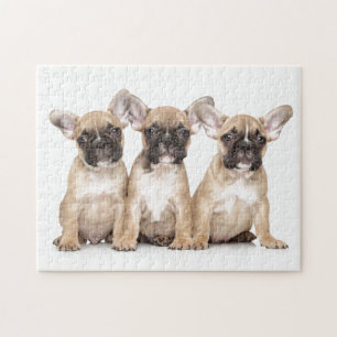 Cute French Bulldogs Legpuzzel