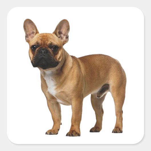 Cute Frenchie Puppy Dog French Bulldog Vierkante Sticker (Voorkant)