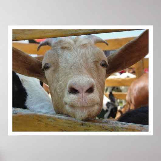 Cute Friendly Goat Poster (Voorkant)