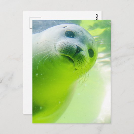 Cute Friendly Seal Underwater Briefkaart (Voorkant / Achterkant)