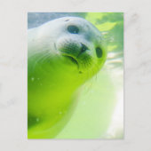 Cute Friendly Seal Underwater Briefkaart (Voorkant)