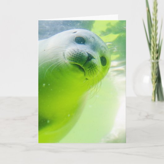 Cute Friendly Seal Underwater Kaart (Voorkant)