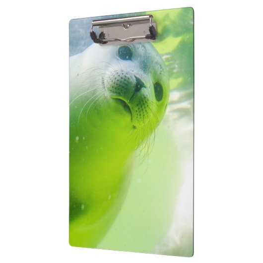 Cute Friendly Seal Underwater Klembord (Links)