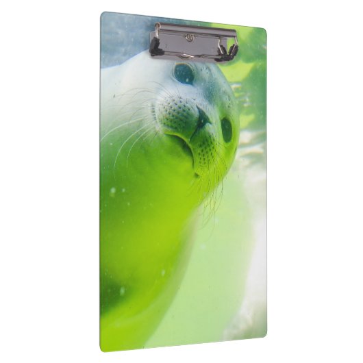 Cute Friendly Seal Underwater Klembord (Rechts)