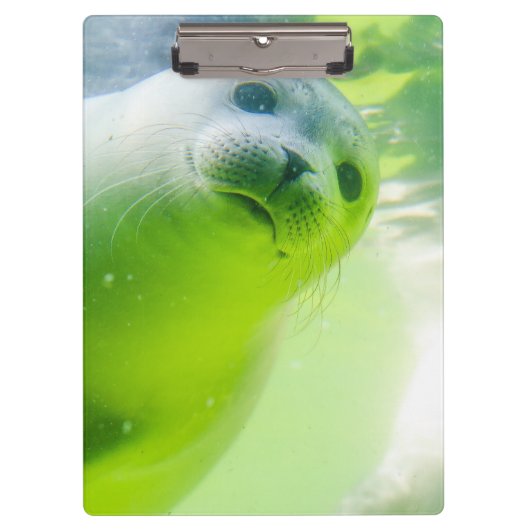 Cute Friendly Seal Underwater Klembord (Voorkant)