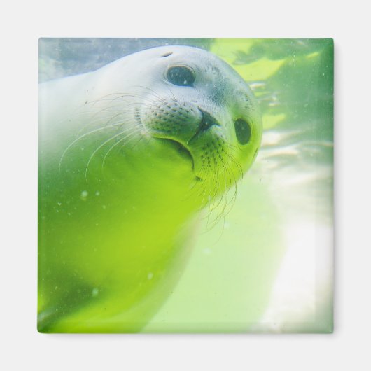 Cute Friendly Seal Underwater Magneet (Voorkant)