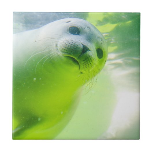Cute Friendly Seal Underwater Tegeltje (Voorkant)