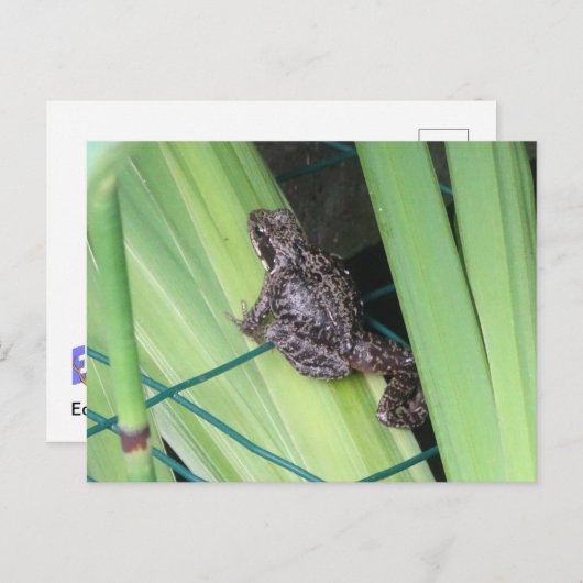 Cute Frog DIY Briefkaart (Voorkant / Achterkant)