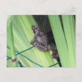 Cute Frog DIY Briefkaart (Voorkant)