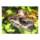 CUTE FROG FOTO AFDRUK (Voorkant)