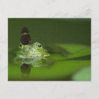 Cute frog met een Butterfly aan zijn neus