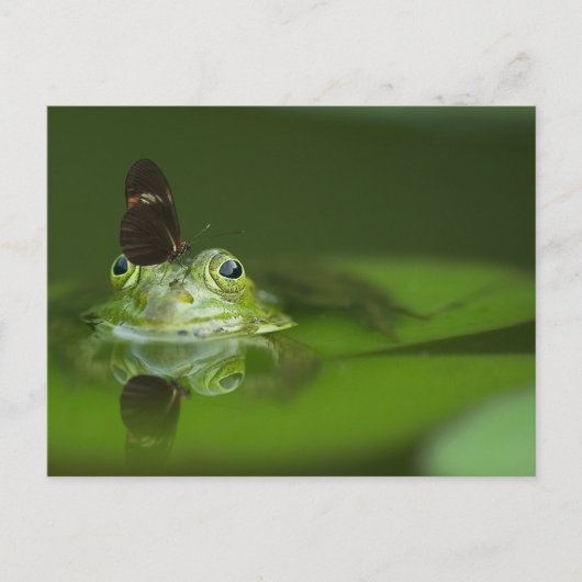 Cute frog met een Butterfly aan zijn neus Briefkaart (Voorkant)