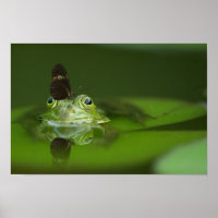 Cute frog met een Butterfly aan zijn neus