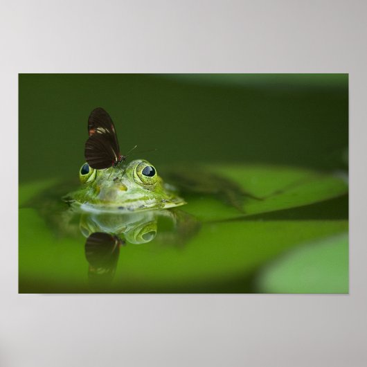 Cute frog met een Butterfly aan zijn neus Poster (Voorkant)