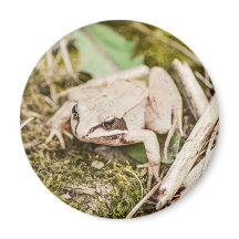 Cute Frog Natuur Woodland Animals