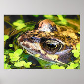 CUTE FROG POSTER (Voorkant)