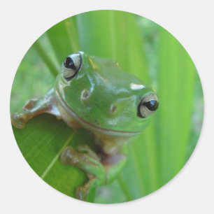Cute Frog-Stickers Ronde Sticker