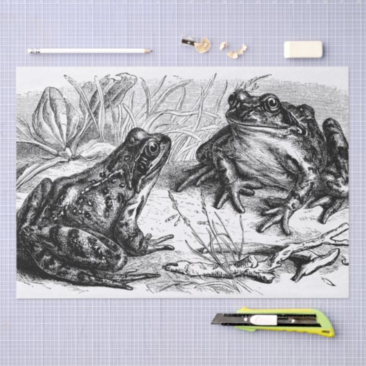 Cute  Frogs Tissuepapier (Craft)