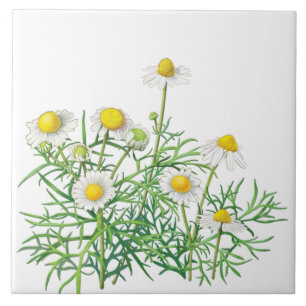 Cute Fun Chamomile Flowers Tegeltje