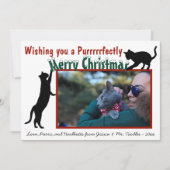Cute Fun Playful Cats Merry Kerstfoto Feestdagenkaart (Voorkant)