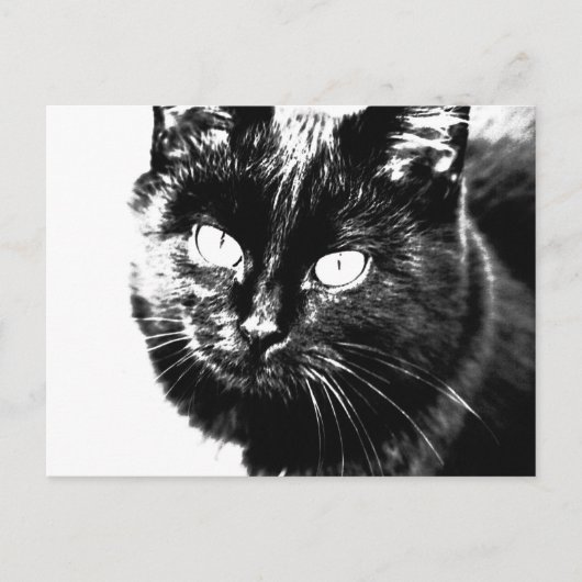 Cute Funky Black Cat Kitten Eyes Sketch Briefkaart (Voorkant)