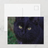 Cute Funky Black Cat Kitten Yellow Eyes Briefkaart (Voorkant / Achterkant)
