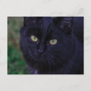 Cute Funky Black Cat Kitten Yellow Eyes Briefkaart