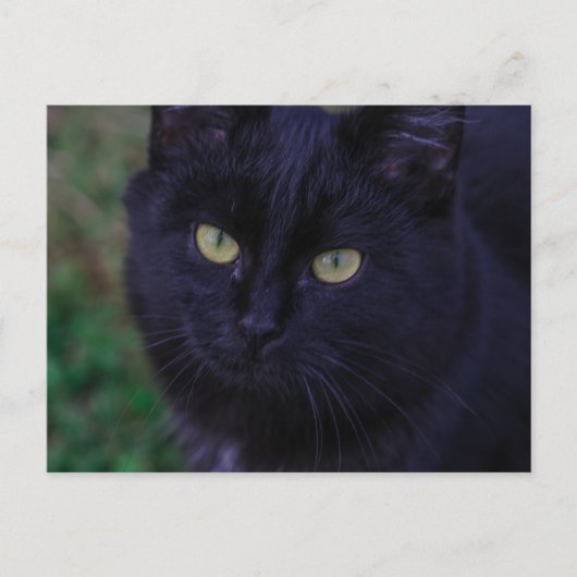 Cute Funky Black Cat Kitten Yellow Eyes Briefkaart (Voorkant)