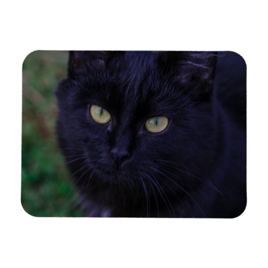 Cute Funky Black Cat Kitten Yellow Eyes Magneet (Horizontaal)