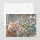 Cute Funky Ginger Cat Kitten Face Briefkaart (Voorkant / Achterkant)
