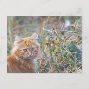 Cute Funky Ginger Cat Kitten Face Briefkaart