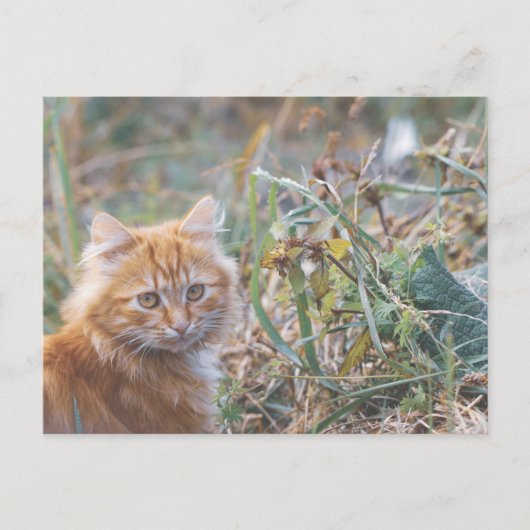Cute Funky Ginger Cat Kitten Face Briefkaart (Voorkant)