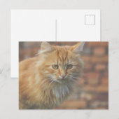 Cute Funky Ginger Cat Kitten Face Briefkaart (Voorkant / Achterkant)
