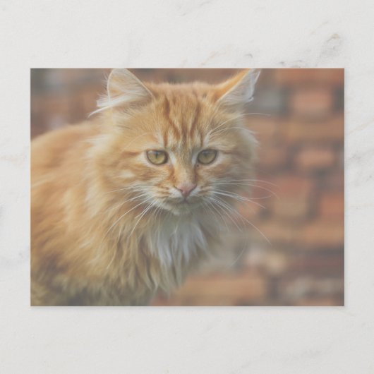 Cute Funky Ginger Cat Kitten Face Briefkaart (Voorkant)