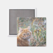 Cute Funky Ginger Cat Kitten Face Magneet (Voorkant / Achterkant)
