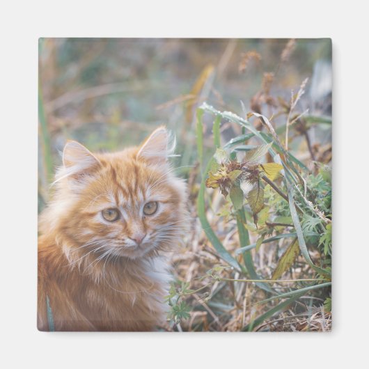 Cute Funky Ginger Cat Kitten Face Magneet (Voorkant)