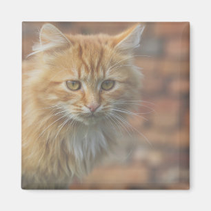 Cute Funky Ginger Cat Kitten Face Magneet
