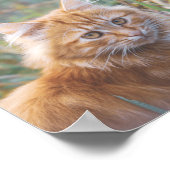 Cute Funky Ginger Cat Kitten Face Poster (Hoek)