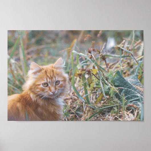 Cute Funky Ginger Cat Kitten Face Poster (Voorkant)