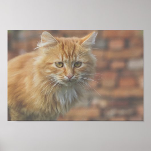 Cute Funky Ginger Cat Kitten Face Poster (Voorkant)